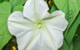 Throw a garden-themed baby or bridal shower