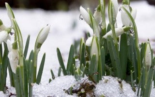 Tips for keeping house plants alive through the winter